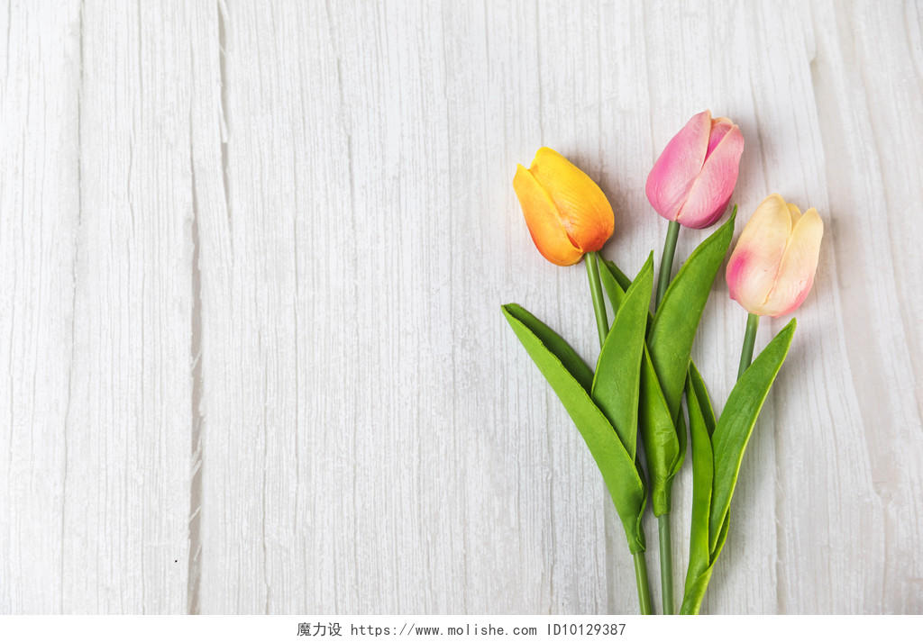 春天鲜花花卉郁金香背景图片